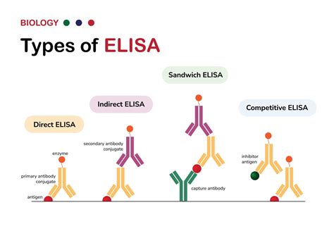 elisa test technique|difference between elisa and immunoassay.